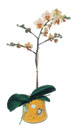  stanbul iek Sat online iek gnderme sipari  Phalaenopsis Orkide ithal kalite