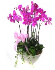 9 dal orkide saks iei  stanbul iek Sat gvenli kaliteli hzl iek 