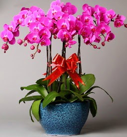 7 dall mor orkide  stanbul iek Sat iek online iek siparii 