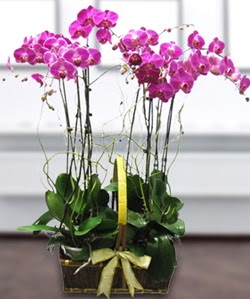 4 dall mor orkide  stanbul iek Sat gvenli kaliteli hzl iek 