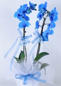 2 dall mavi orkide  stanbul iek Sat internetten iek sat 