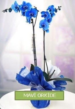 2 dall mavi orkide  stanbul iek Sat iekiler 