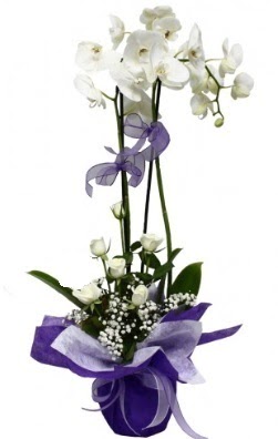 2 dall beyaz orkide 5 adet beyaz gl  stanbul iek Sat ieki maazas 