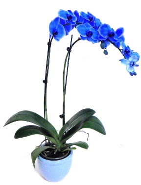 Seramikli 2 dall sper esiz mavi orkide  stanbul iek Sat iek servisi , ieki adresleri 