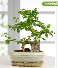 S eklinde ithal gerek bonsai japon aac  stanbul iek Sat internetten iek sat 