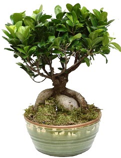 Japon aac bonsai saks bitkisi  stanbul iek Sat nternetten iek siparii 