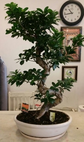 100 cm yksekliinde dev bonsai japon aac  stanbul iek Sat nternetten iek siparii 