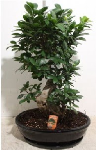 75 CM Ginseng bonsai Japon aac  stanbul iek Sat hediye iek yolla 