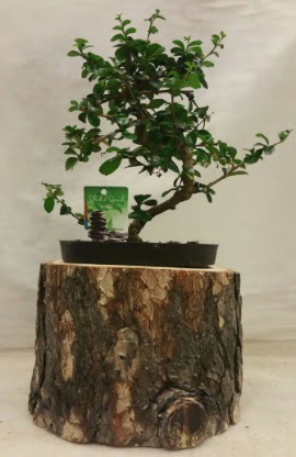 Doal ktk iinde bonsai japon aac  stanbul iek Sat nternetten iek siparii 