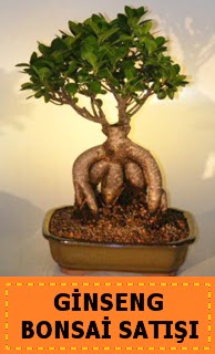 Ginseng bonsai sat japon aac  stanbul iek Sat cicek , cicekci 