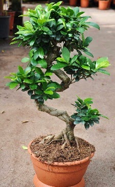 Orta boy bonsai saks bitkisi  stanbul iek Sat internetten iek siparii 