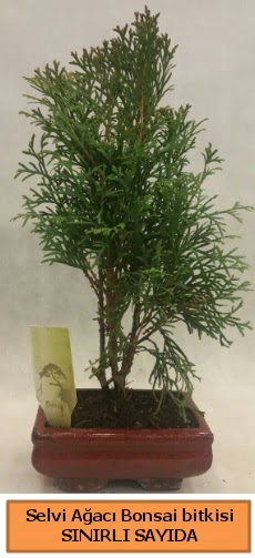 Selvi aac bonsai japon aac bitkisi  stanbul iek Sat iek sat 