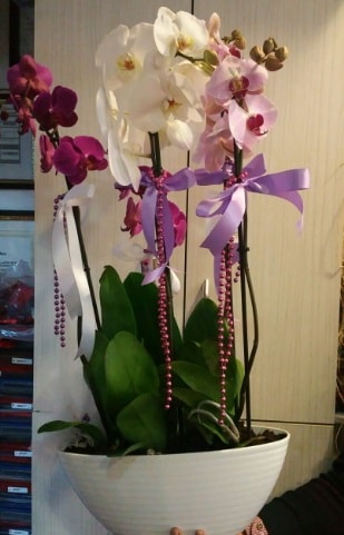 Mor ve beyaz ve pembe 6 dall orkide  stanbul iek Sat ucuz iek gnder 