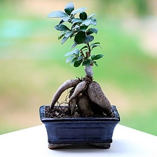 Marvellous Ficus Microcarpa ginseng bonsai  stanbul iek Sat iek siparii vermek 