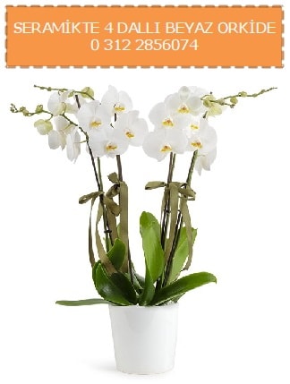 Seramikte 4 dall beyaz orkide  stanbul iek Sat iekiler 